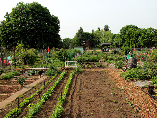 15CommunityGarden2 15CommunityGarden2