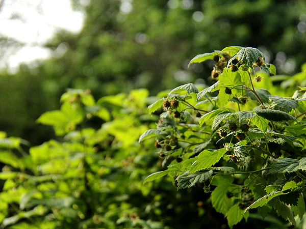 15CommunityGarden3 15CommunityGarden3