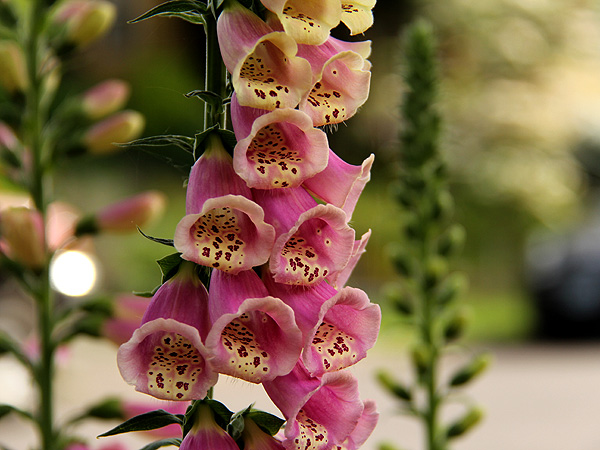 15Foxglove1 15Foxglove1