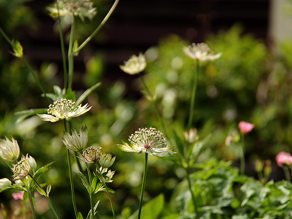 15Astrantia1 15Astrantia1