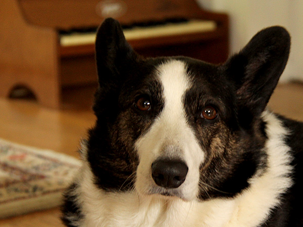 17Doggie1 17Doggie1