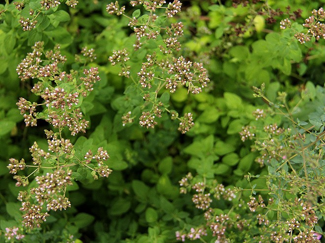 14Oregano1 14Oregano1