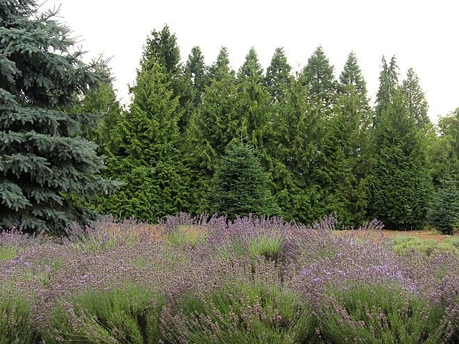 13Lavender9 13Lavender9