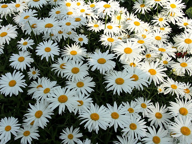 13Daisies1 13Daisies1