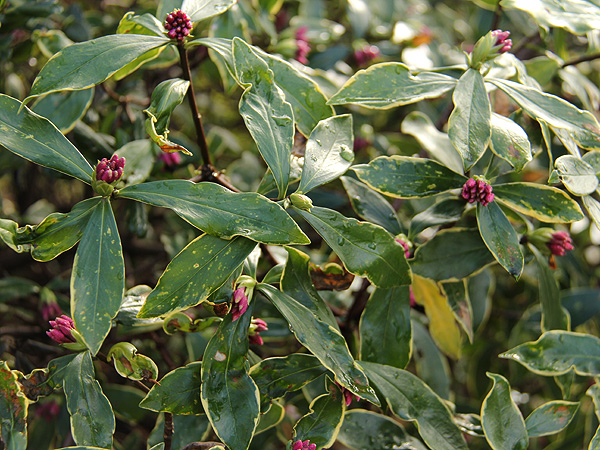 3Daphne1 3Daphne1