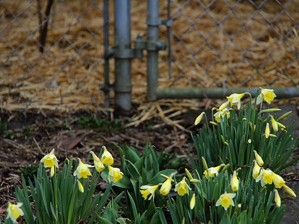 28Daffs1 28Daffs1