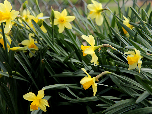 14Daffodils2 14Daffodils2