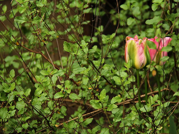 15Tulip1 15Tulip1