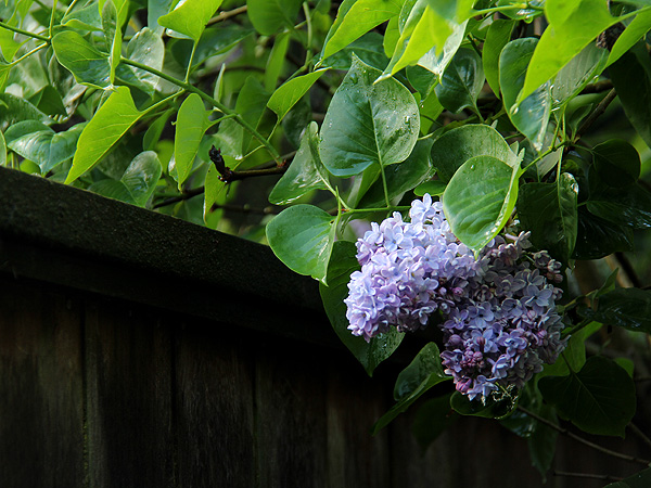 24Lilac1 24Lilac1