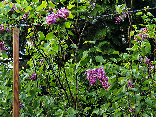 24Lilac3 24Lilac3
