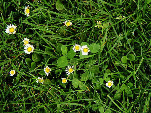 15CloverDaisy1 15CloverDaisy1