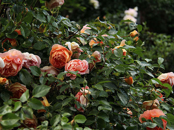 17Roses1 17Roses1