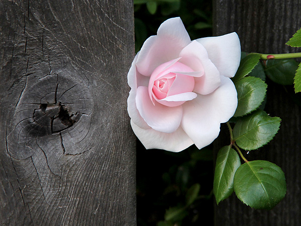17Rose1 17Rose1