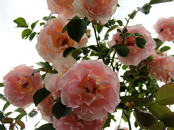 19Rose1 19Rose1