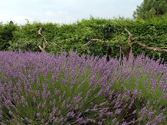 13Lavender6 13Lavender6