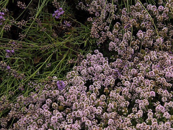 13Lavender5 13Lavender5