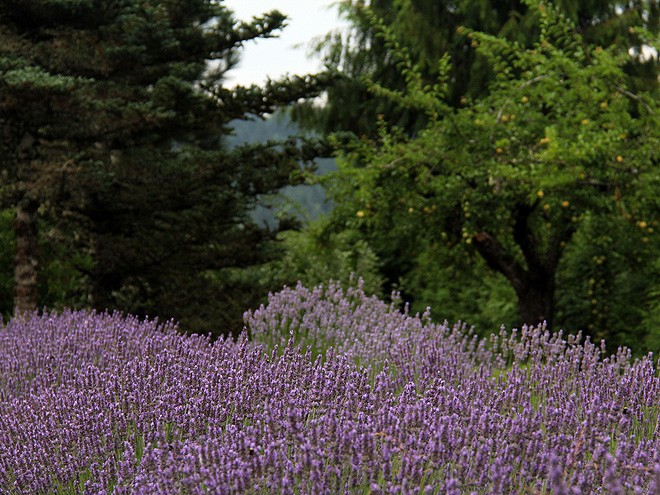13Lavender7 13Lavender7
