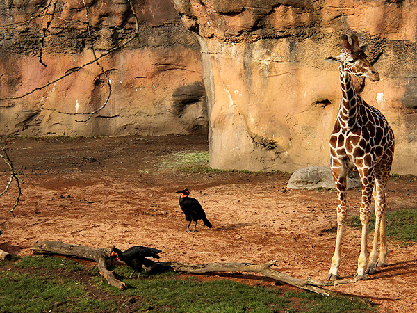 1Zoo3 1Zoo3