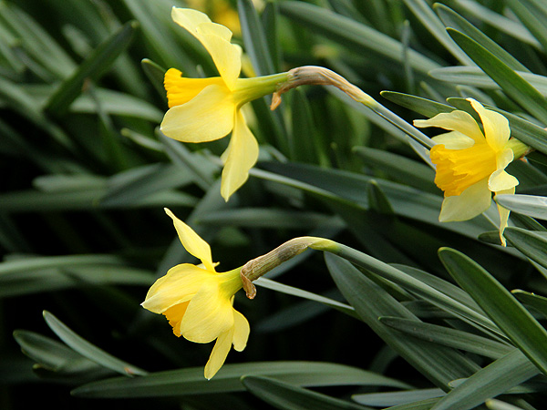 14Daffodils1 14Daffodils1