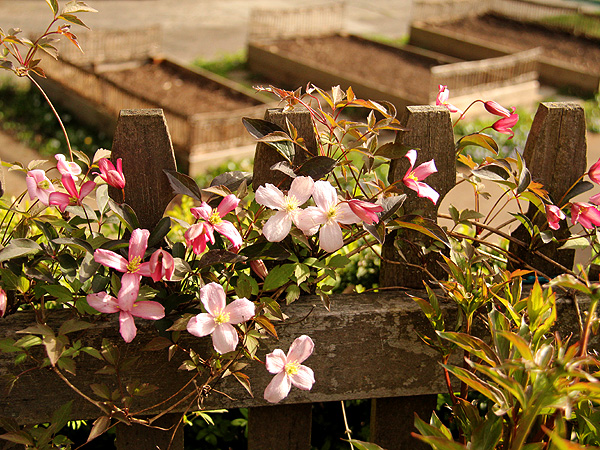 14Clematis1 14Clematis1