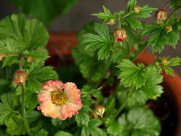 24Flowery1 24Flowery1