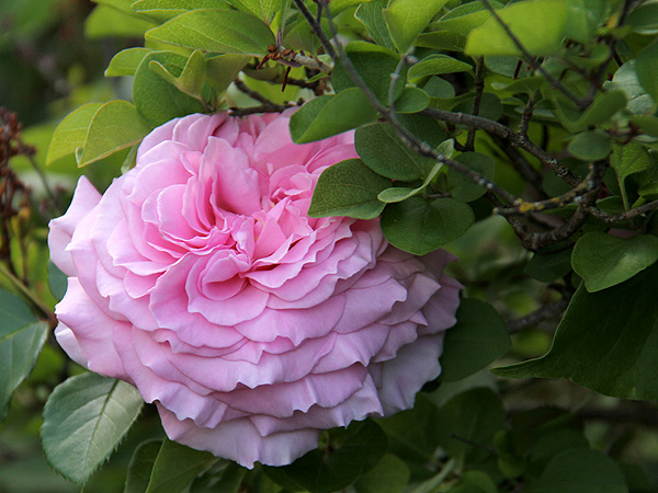 17Rose2 17Rose2