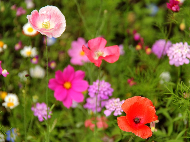 29WildflowerBed2 29WildflowerBed2