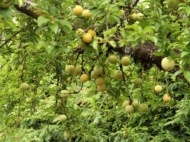 13Apples1 13Apples1