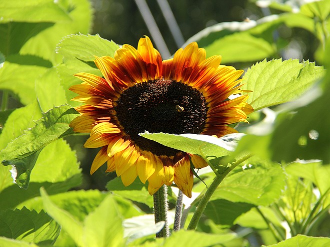 27Sunflower1 27Sunflower1