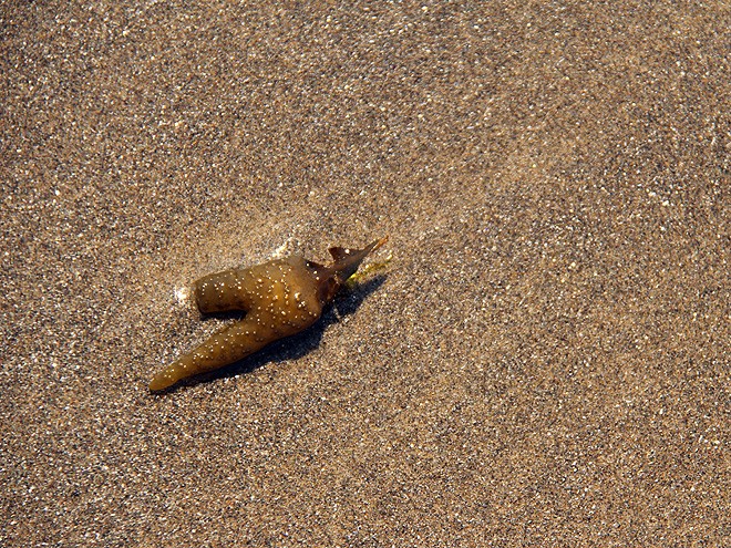 10Beach31 10Beach31