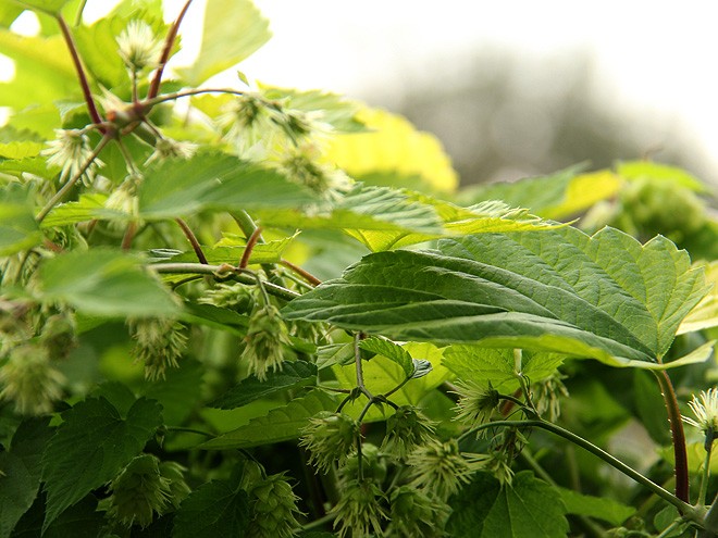 12Hops1 12Hops1