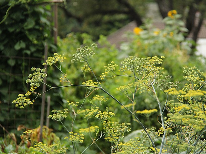 12Garden3 12Garden3