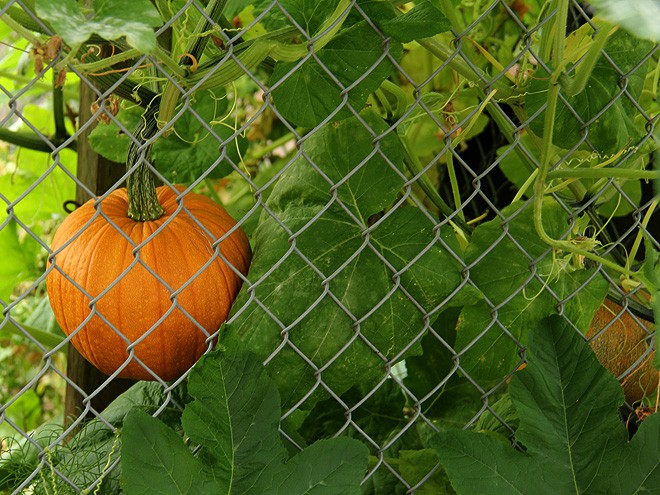 12Garden1 12Garden1