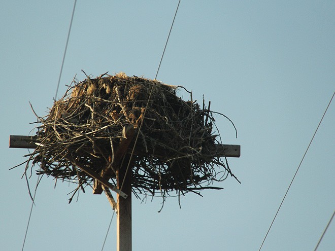 23Nest1 23Nest1