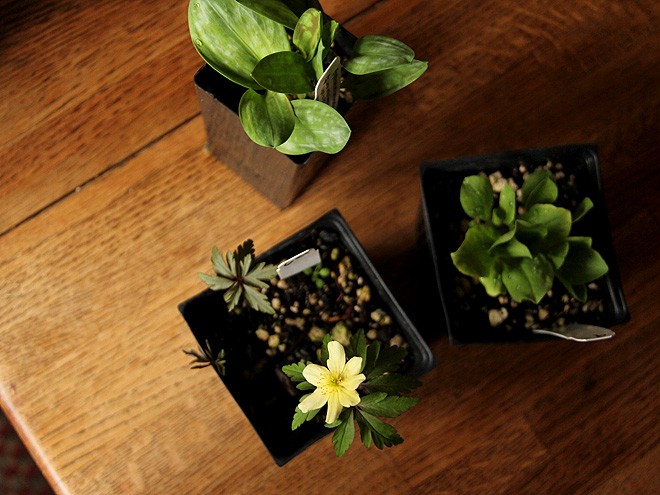 24Plants1