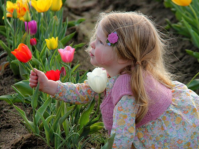 27Tulips2 27Tulips2