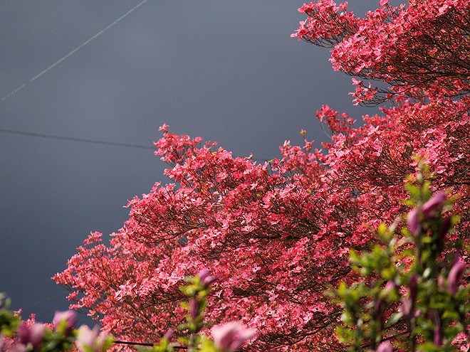 31Dogwood1