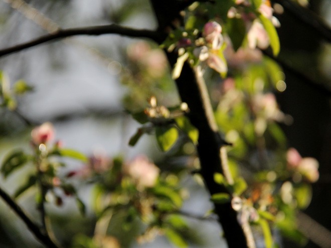 15Apple2