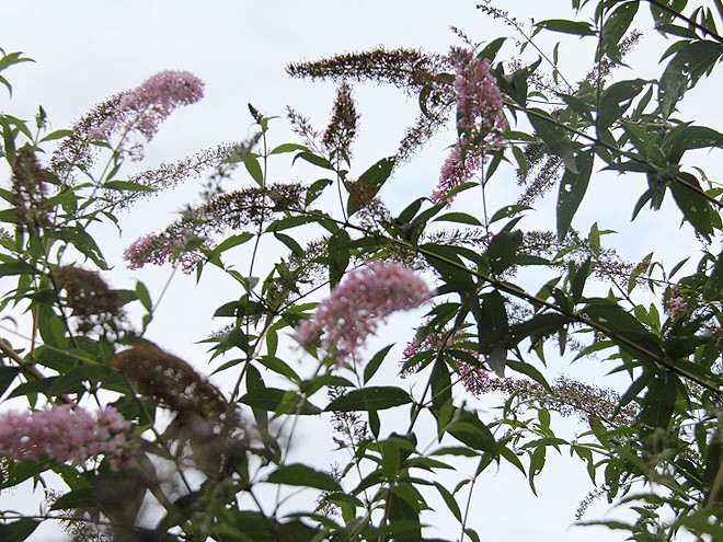 3Buddleia1 3Buddleia1