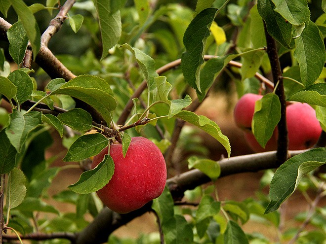 1Apples5 1Apples5