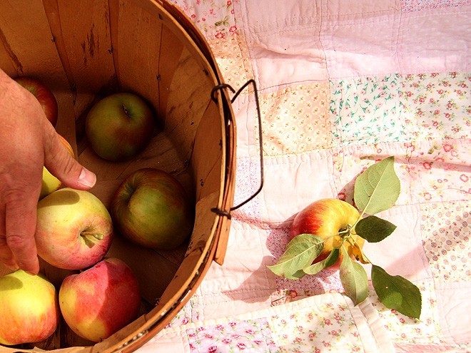 1Apples8 1Apples8