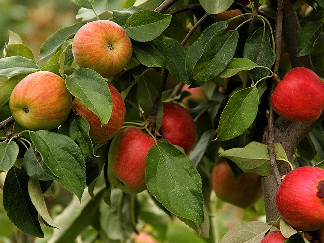 1Apples10 1Apples10