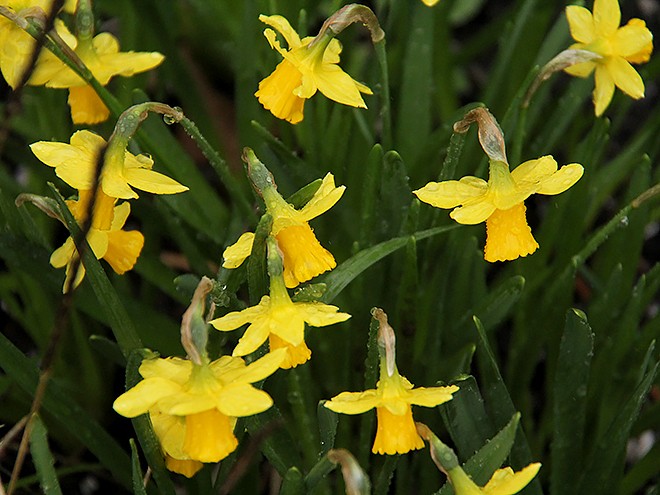 10Daffs1 10Daffs1