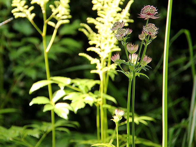 19Garden15 19Garden15