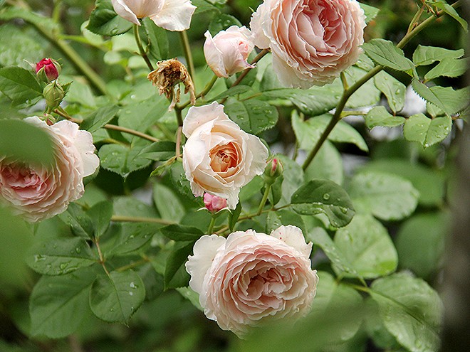 23Roses1 23Roses1