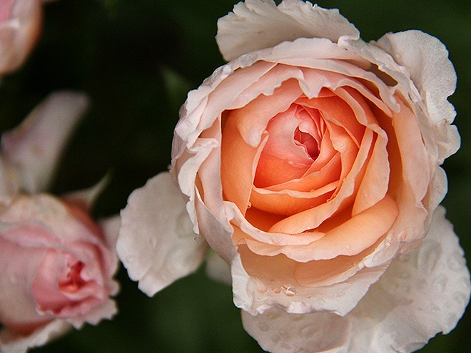 23Roses3 23Roses3