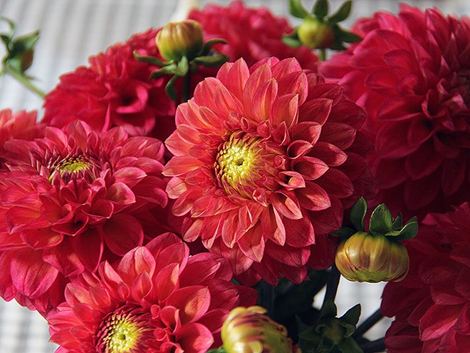 26Flowers1 26Flowers1