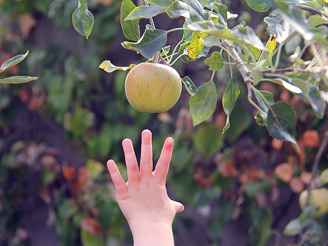 26Apples4 26Apples4