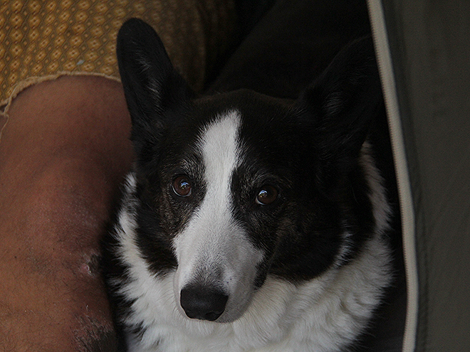 26DogWithScab 26DogWithScab