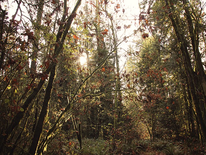 6Forest25 6Forest25